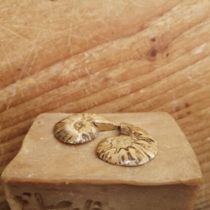 Fossile Ammonite – Image 3