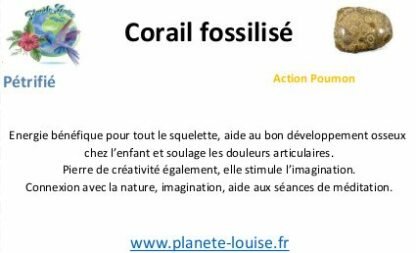 Corail bleu fossilisé Galet n°1 – Image 2