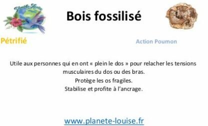 Bois fossilisé Tranche n°1 – Image 2