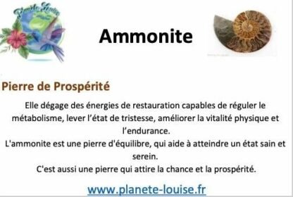 Ammonite plaque – Image 2