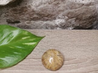 Oursin Fossile n°3