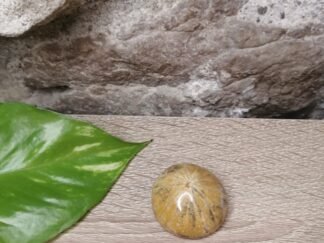 Oursin Fossile n°4