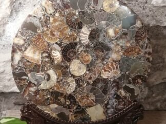 Ammonite plaque