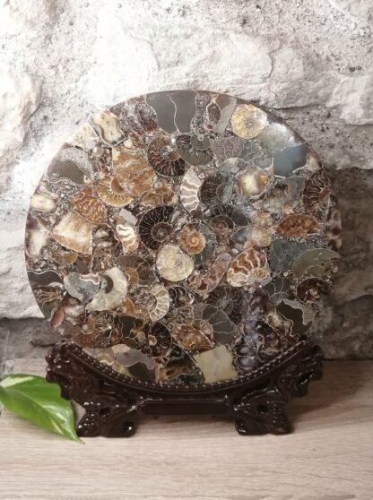 Ammonite plaque