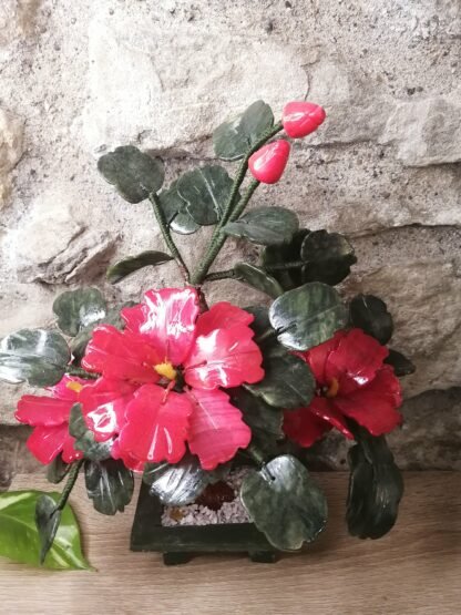 Hibiscus Jade