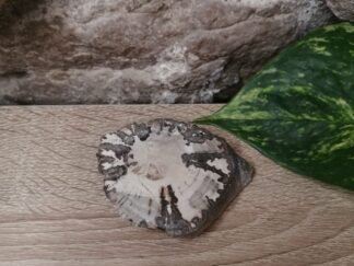 Bois fossilisé Tranche n°1