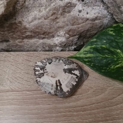 Bois fossilisé Tranche n°1
