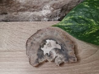 Bois fossilisé Tranche n°2