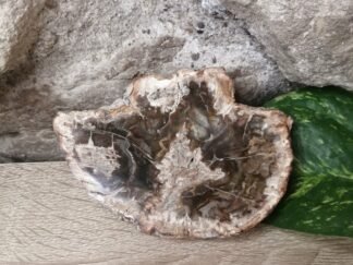 Bois fossilisé Tranche n°3