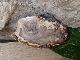 Bois fossilisé Tranche n°4