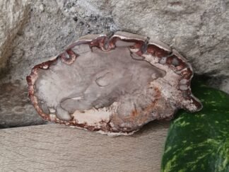 Bois fossilisé Tranche n°5