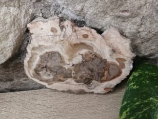 Bois fossilisé Tranche n°6
