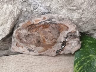 Bois fossilisé Tranche n°7