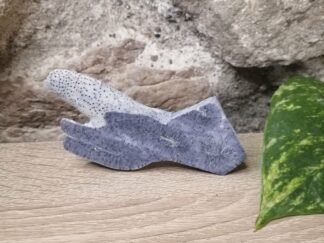 Corail bleu fossilisé Tranche n°1