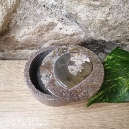 Orthocéras Boîte n°1 – Image 2