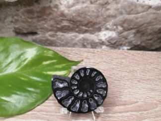 Ammonite noire Fossile